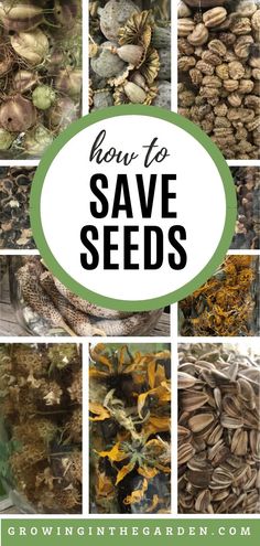 the words how to save seeds are surrounded by pictures of plants and seed pods in different stages