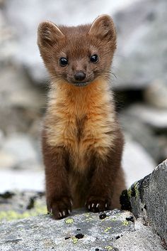 a baby pine marton sitting on top of a rock