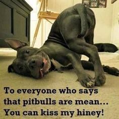 a dog is laying on the floor with its mouth open and tongue out, saying to everyone who says that pitbulls are mean you can kiss my ninety