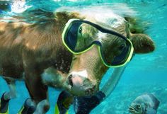 a cow wearing goggles and swimming in the water with fish around it's neck