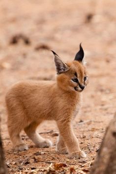 a small brown animal standing on top of a dirt field