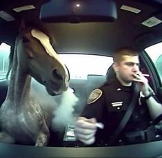 Police Horse, Riding A Bike, Strange Things, Silly Images, Weird Stuff, Silly Animals, Very Funny Pictures, Funny Reaction Pictures