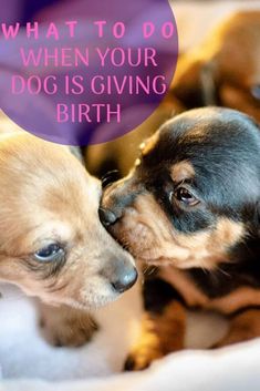 two puppies kissing each other with the caption what to do when your dog is giving birth