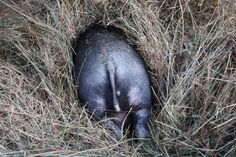 an animal that is laying down in some tall grass with it's head sticking out of the ground