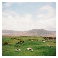 sheep are grazing in a green field with mountains in the background