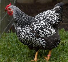 a black and white chicken standing in the grass