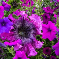 purple flowers are blooming in the garden