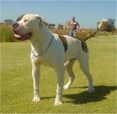 a dog that is standing in the grass with its tongue out and it's owner behind him