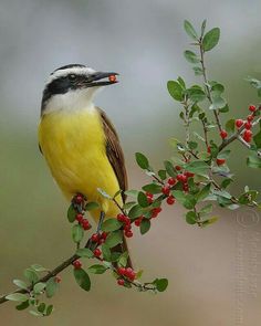 a bird sitting on top of a tree branch with red berries around its neck and beak