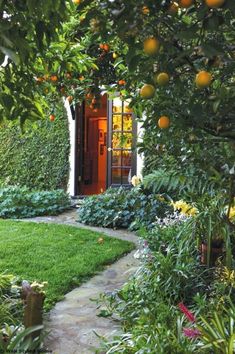 an orange tree in front of a house with lots of greenery on the lawn