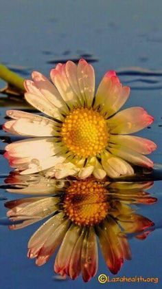 a white and yellow flower sitting on top of a body of water with blue sky in the background