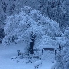 snow covered trees and bushes in the middle of winter