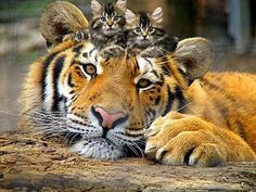 three kittens are sitting on top of a tiger's head and it is looking at the camera