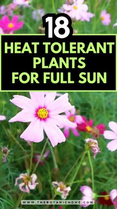 Top 18 heat-tolerant plants for full sun with full sun planter ideas pots and potted plants full sun for outdoor patio full sun and plants for direct sunlight outdoor. Sun Loving Flowers Pots, Sun Pots Plants, Plants For Texas Heat Summer, Full Sun Hanging Plants Outdoor, Outdoor Planting Ideas, High Sun Plants Outdoor, Flower Pot Arrangements Outdoor Full Sun, Plants For Full Sun And Heat, Border Plants Full Sun