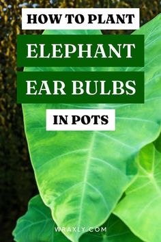 a large green leaf with the words how to plant elephant ear bulbs in pots on it