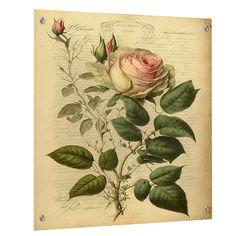 a rose is shown on an old book page with green leaves and flowers around it