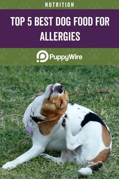 a brown and white dog laying on top of grass next to a purple sign that says top 5 best dog food for allergies