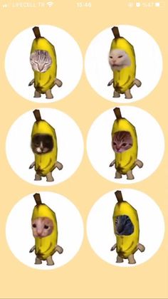 a bunch of bananas with cats in them and one is wearing a banana as its head