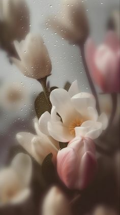 some white and pink flowers with drops of water on the window pane behind them