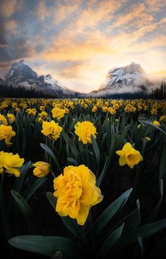 a field full of yellow flowers with mountains in the backgrounnd at sunset