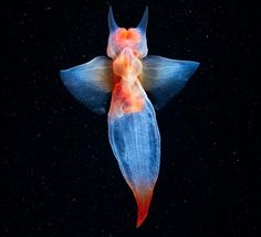 an orange and blue fish floating on top of the ocean floor in dark water with bubbles coming out of it's back end