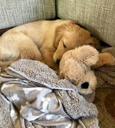 a brown dog laying on top of a couch next to a stuffed animal toy and blanket