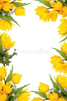 yellow tulips with green leaves and blue flowers on white background royalty photo - illustration