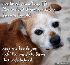 just because I'm old . . . Senior Dog Quotes, Dog Quotes Short, Angel Faces, Loving Animals, Quotes Short, Golden Years, Older Dogs