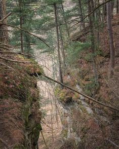 via https://www.jucktion.com/f/nature/forest-scenery-from-the-driftless-area-of-western-wisconsin-4830×6037/