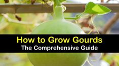 an image of how to grow gourds in the compenensie guide