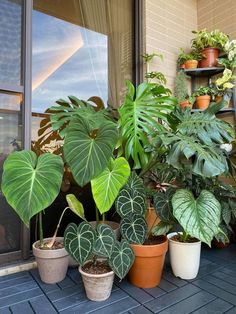 several potted plants are sitting on the front porch, along with other houseplants