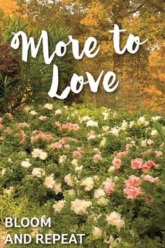 the cover of more to love bloom and repeat, with flowers growing in front of it