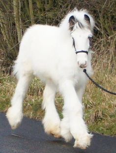 a small white horse is walking down the road with a leash on it's neck