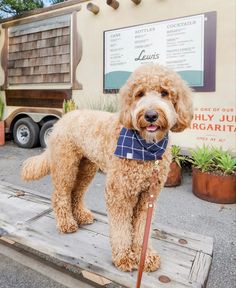 a brown dog standing on top of a wooden platform next to a sign and potted plants