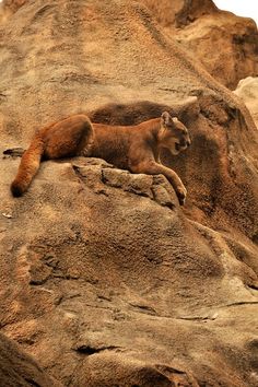 a mountain lion laying on top of a large rock