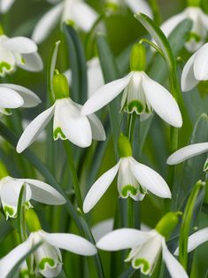 the white flowers are blooming very close together