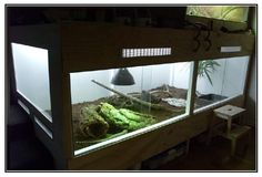 an aquarium filled with plants and rocks in a room next to a table on which there is a lamp