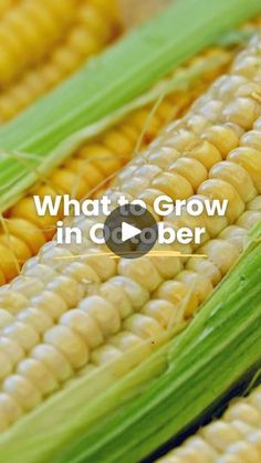 corn on the cob with what to grow in october