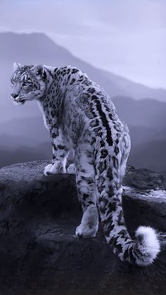 a snow leopard standing on top of a mountain