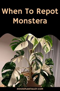 Monstera plant in a pot with text "When to Repot Monstera". Monstera Plants, Variegated Monstera, Swiss Cheese Plant, Cheese Plant, Houses Architecture, Monstera Plant, Monstera Deliciosa, House Plant Care, Plant Cuttings