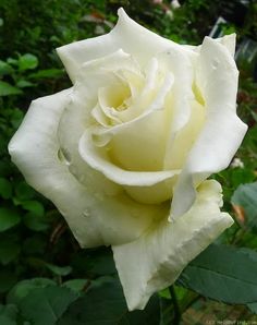 a white rose with water droplets on it's petals and green leaves in the background