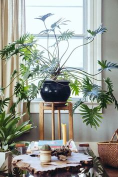 a table with a plant on it next to a potted plant in front of a window