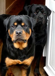 two black and brown dogs standing next to each other near an open door with their eyes wide open