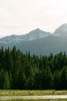 two horses are grazing in the grass near some trees and snow capped mountains behind them