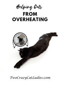 a black cat laying on its back next to a fan with the words helping cats from overheating