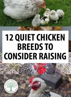 chickens and their babies in the grass with text that reads, 12 quiet chicken breeds to consider