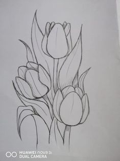 a pencil drawing of tulips on a sheet of paper