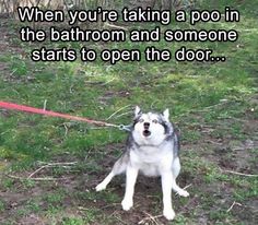 a dog tied to a red leash with the caption when you're taking a poo in the bathroom and someone starts to open the door