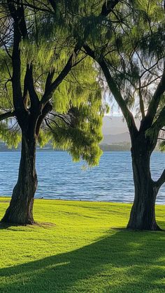 two large trees sitting next to each other on top of a lush green field near the ocean