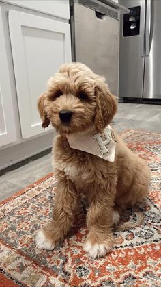 a small brown dog sitting on top of a rug